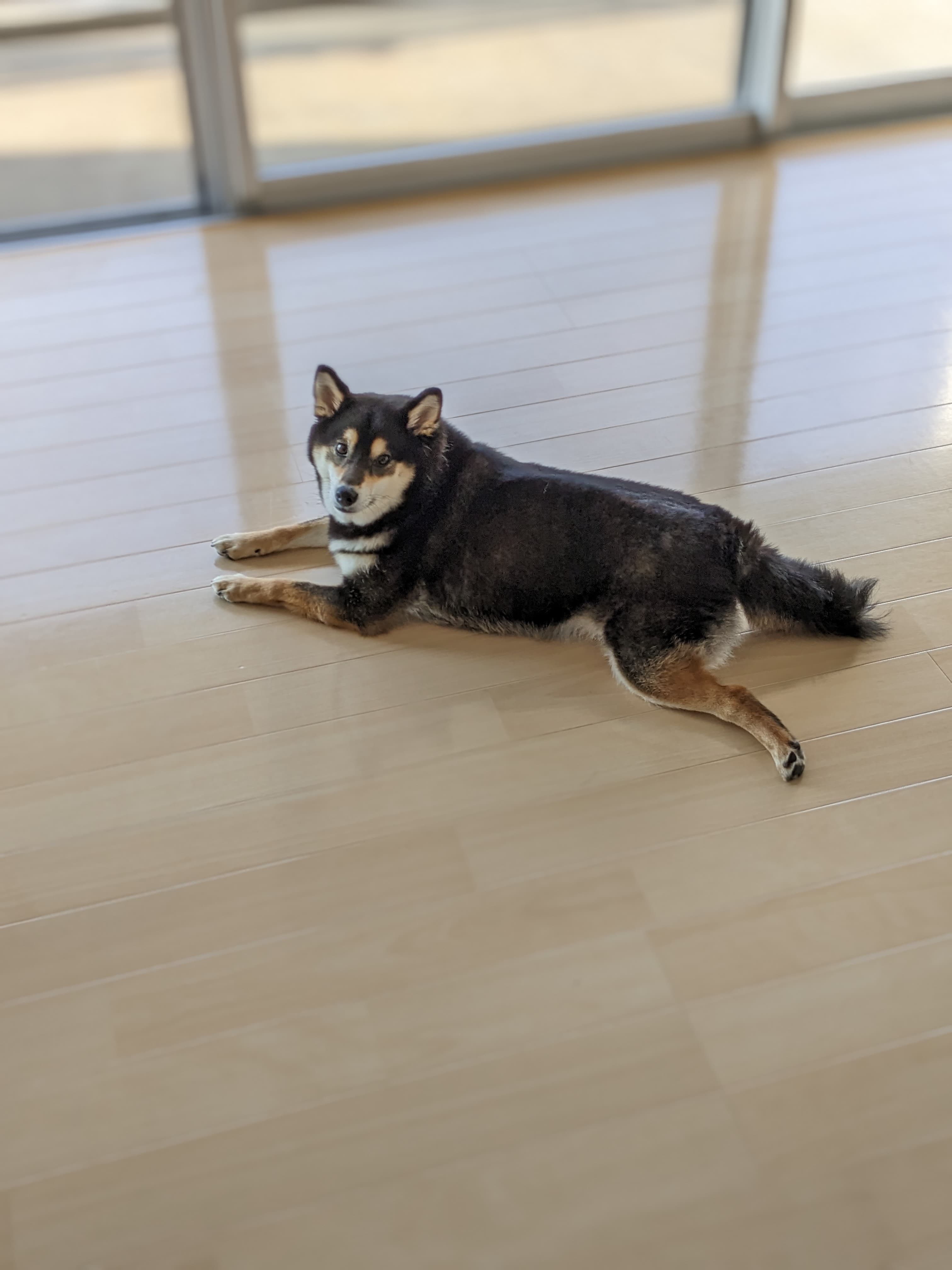 新居でくつろぐあずき